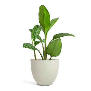 Aglaonema Stripes Chinese Evergreen with Coral Refined Planter Natural White