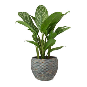 Aglaonema Stripes - Chinese Evergreen & Fay Plant Pot