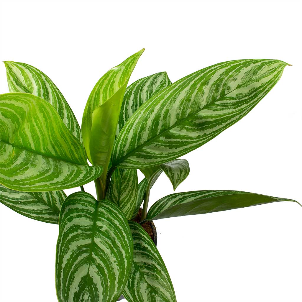 indoor plant with striped leaves Aglaonema Stripes - Chinese Evergreen Houseplants | Hortology