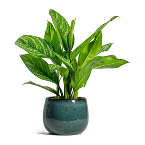 Aglaonema Stripes Chinese Evergreen & Odile Plant Pot Petrol