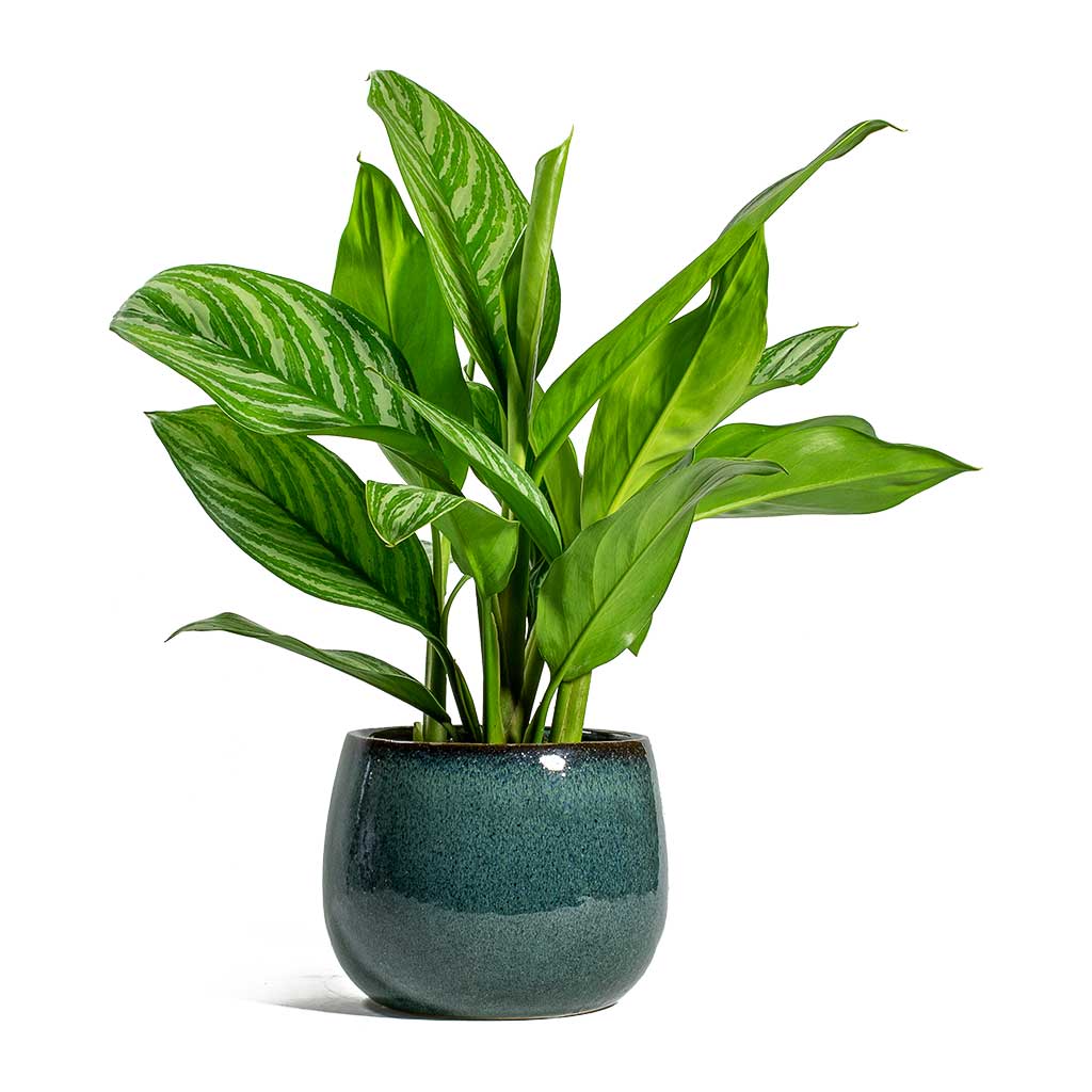 Aglaonema Stripes Chinese Evergreen Houseplants Hortology Hortology