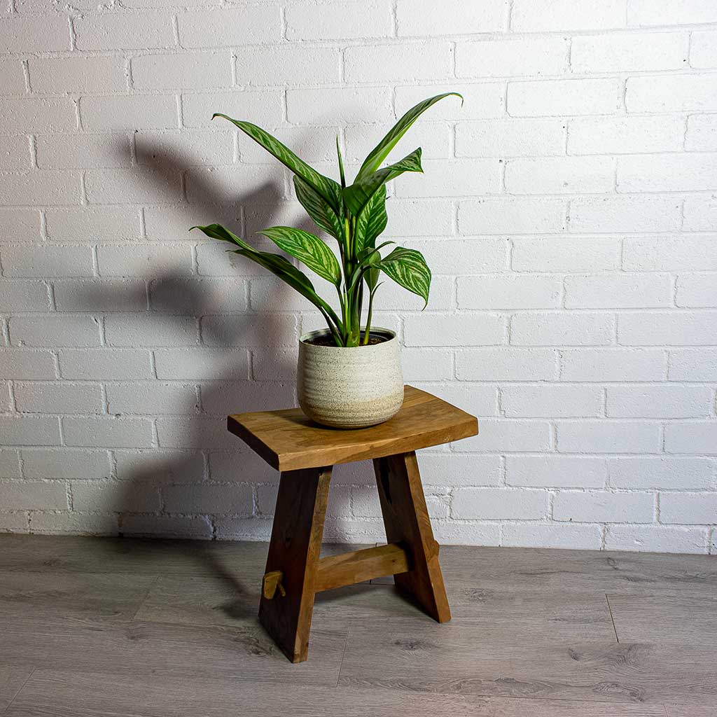 Aglaonema Stripes Chinese Evergreen & Iris Sand Plant Pot