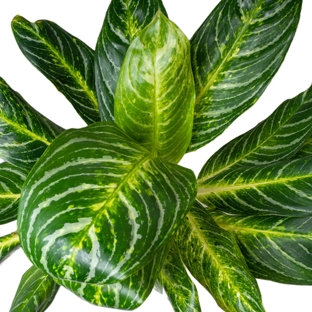 aglaonema key largo Aglaonema Key Lime Houseplants - Chinese Evergreen | Hortology