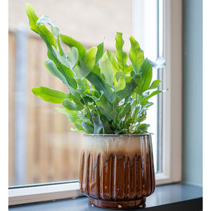 Alice Plant Pot Caramel with Houseplant Lifestyle