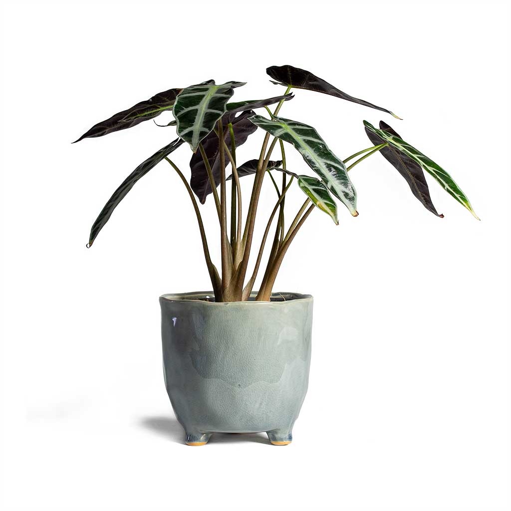 Alocasia Bambino Arrow Jewel Alocasia & Kaat Plant Pot Blue Grey