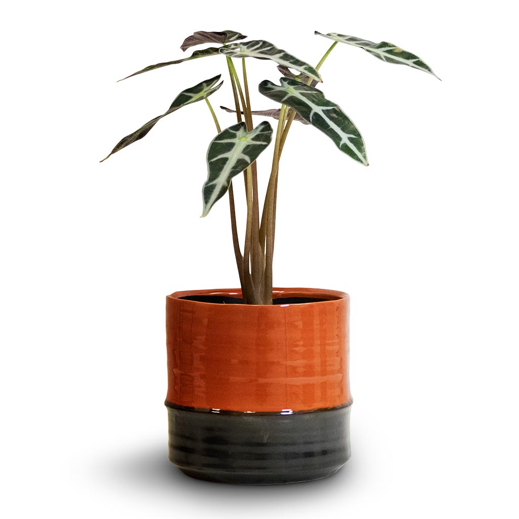 Alocasia Bambino Arrow - Jewel Alocasia &amp; Marlijn Plant Pot - Blush
