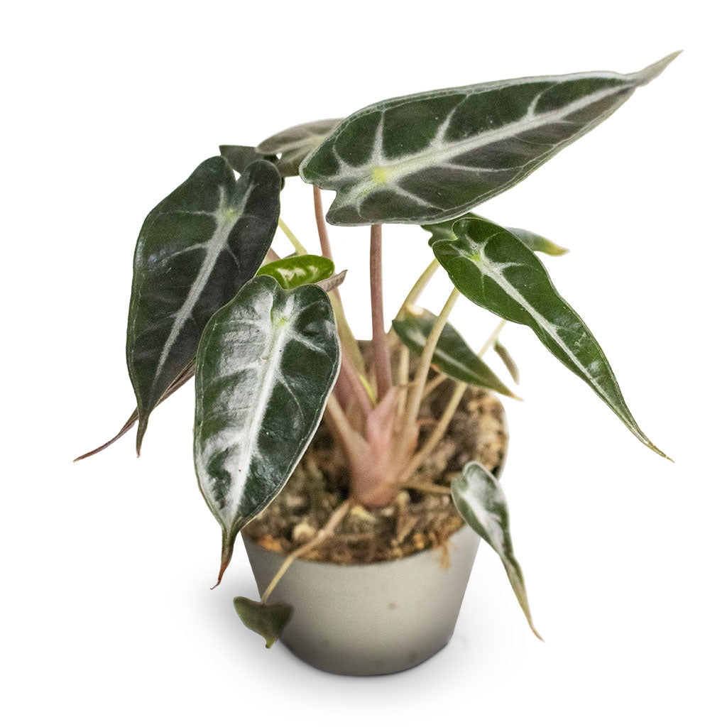 Alocasia Bambino Arrow - Jewel Alocasia above