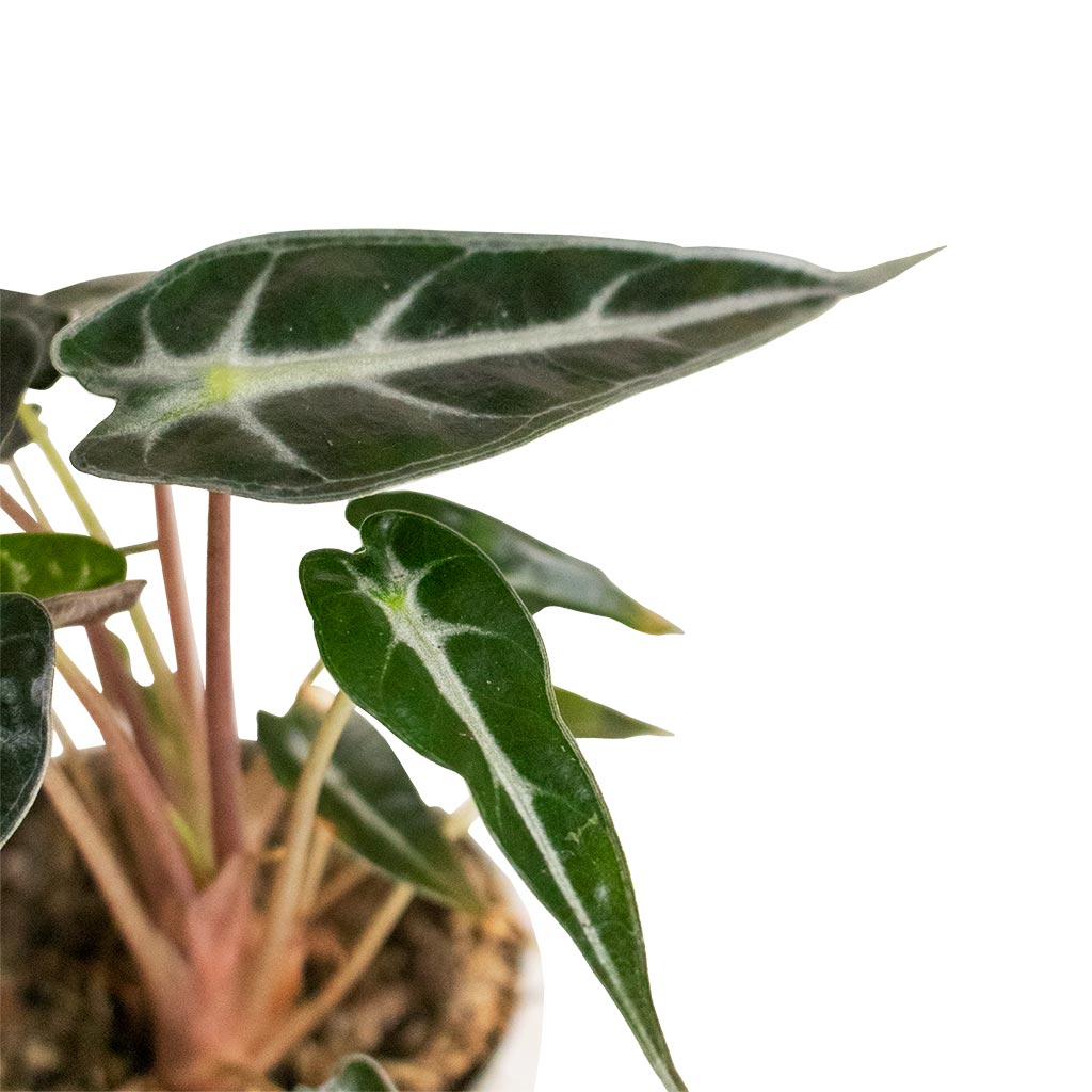 Alocasia Bambino Arrow - Jewel Alocasia leaf