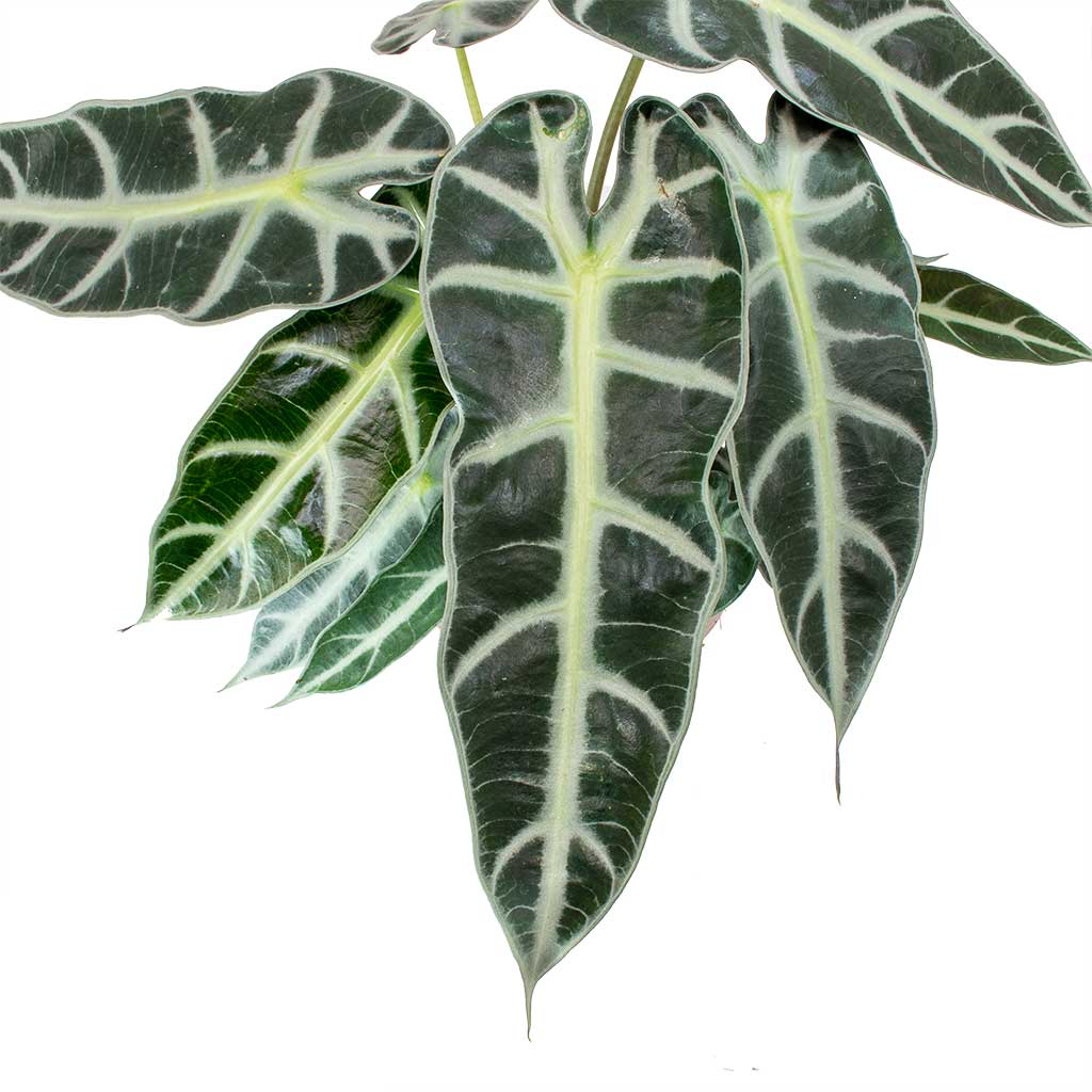Alocasia Bambino Arrow - Jewel Alocasia Leaves