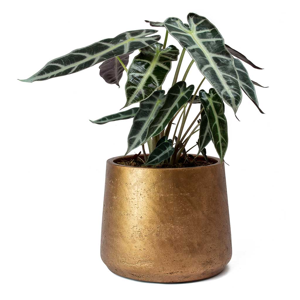 Alocasia Bambino Arrow - Jewel Alocasia & Metallic Copper Patt Plant Pot