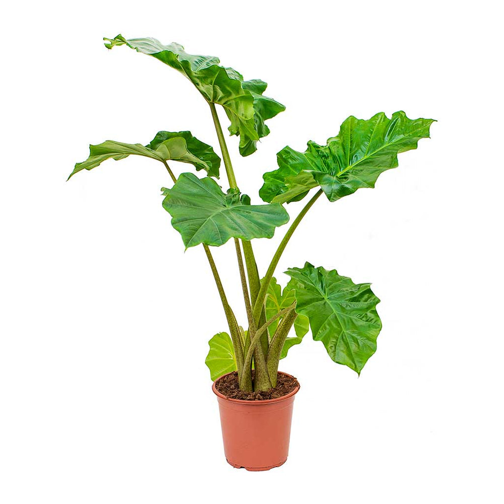 Alocasia Portodora - Upright Elephants Ear Indoor Plants | Hortology