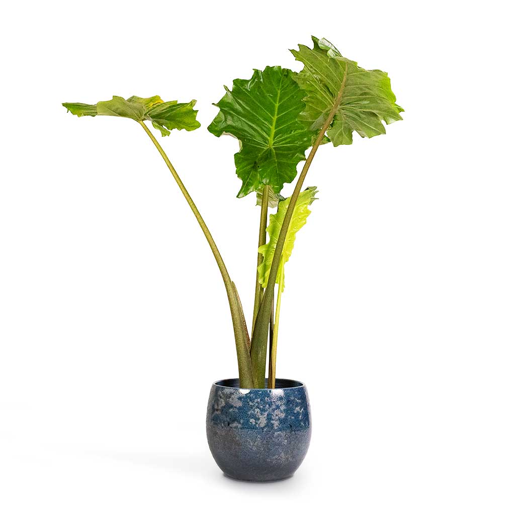 Plant in a Box - Alocasia 'Portodora' - Pianta d'appartamento XXL - Vaso 32cm - Altezza 110-120cm Plant in a Box - Alocasia 'Portodora' - Pianta d'appartamento XXL - Vaso 32cm - Altezza 110-120cm