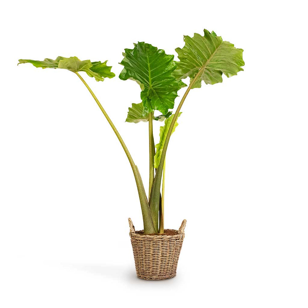 Alocasia Portodora (Orecchie Di Elefante) Pianta Da Interno | Vaso Cm | Foglie Grandi Verdi Per Un Look Tropicale