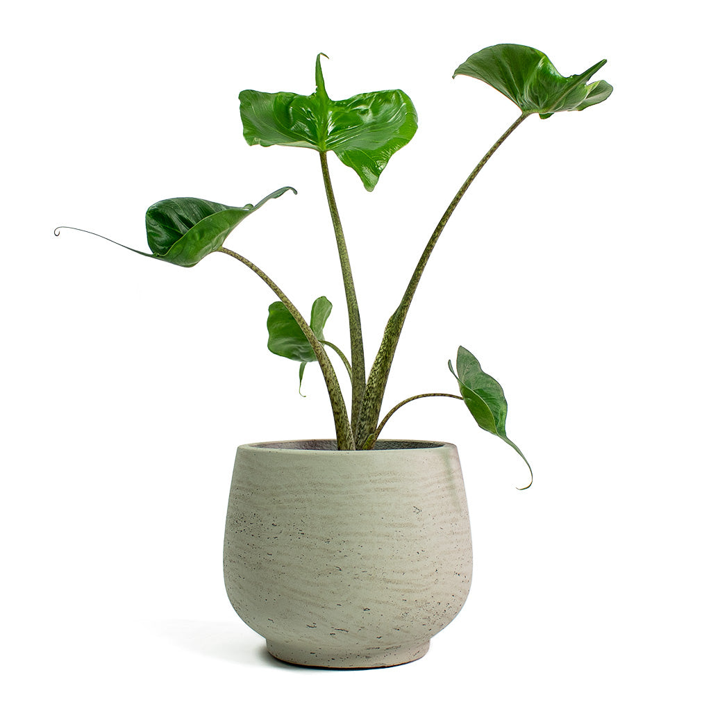 Alocasia Stingray Elephant Ear with Mini Pixie Plant Pot Grey Washed