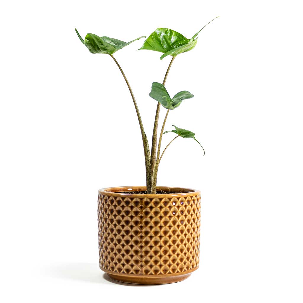 Alocasia Stingray Elephant Ear with Thies Plant Pot Mustard