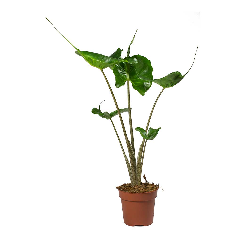 Alocasia Stingray - Elephant Ear