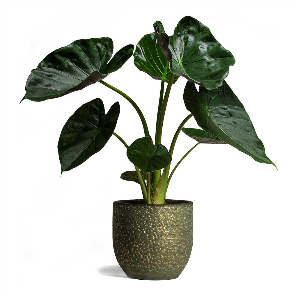 Alocasia Wentii Hardy Elephant Ear &amp; Rinca Plant Pot - Shiny Green