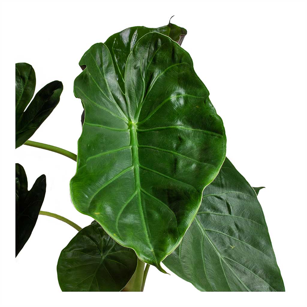 Alocasia Wentii Hardy Elephant Ear Leaves