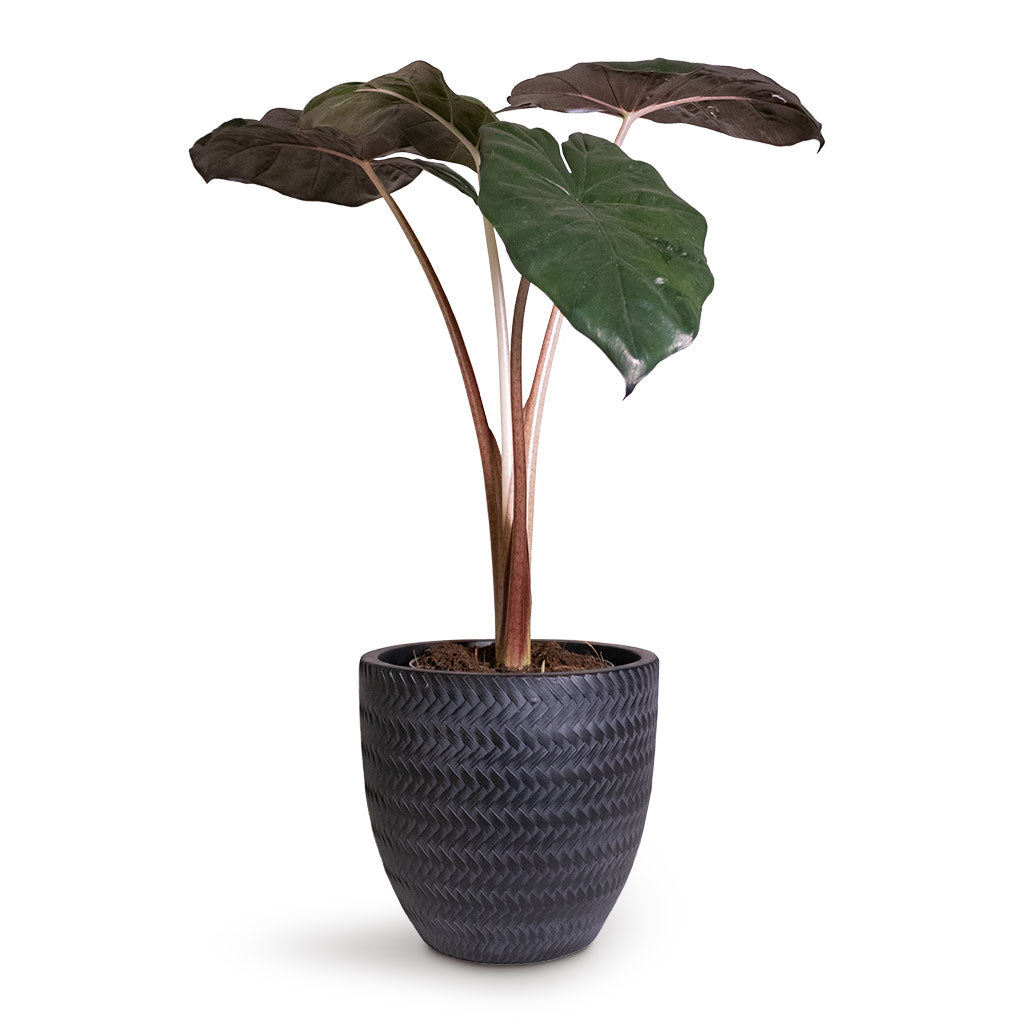 Alocasia Yucatan Princess - Elephant Ear Houseplant & Angle Couple Plant Pot - Anthracite