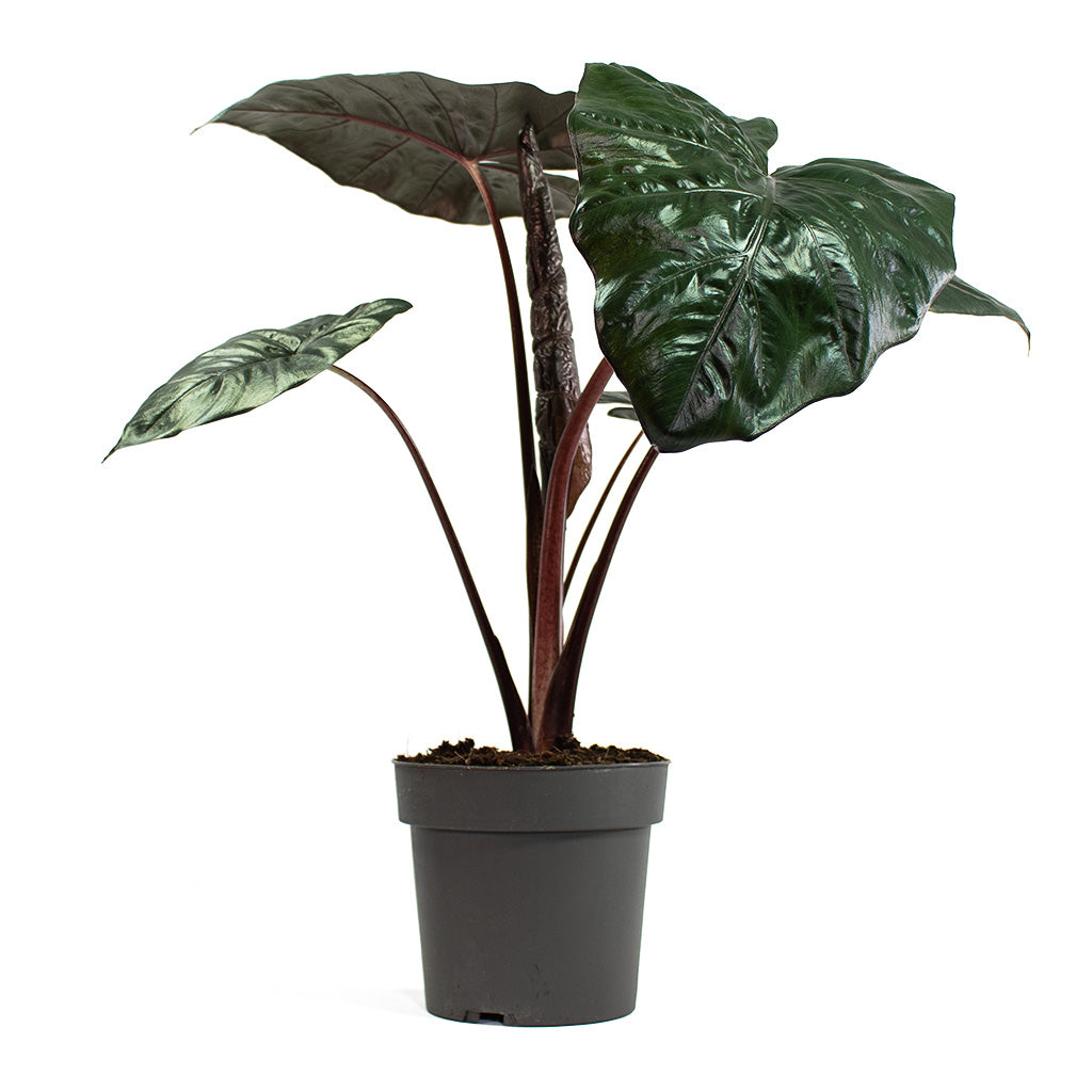 Alocasia Yucatan Princess Elephant Ear