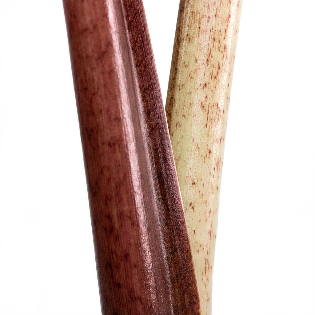 Alocasia Yucatan Princess Elephant Ear Stems Close-Up