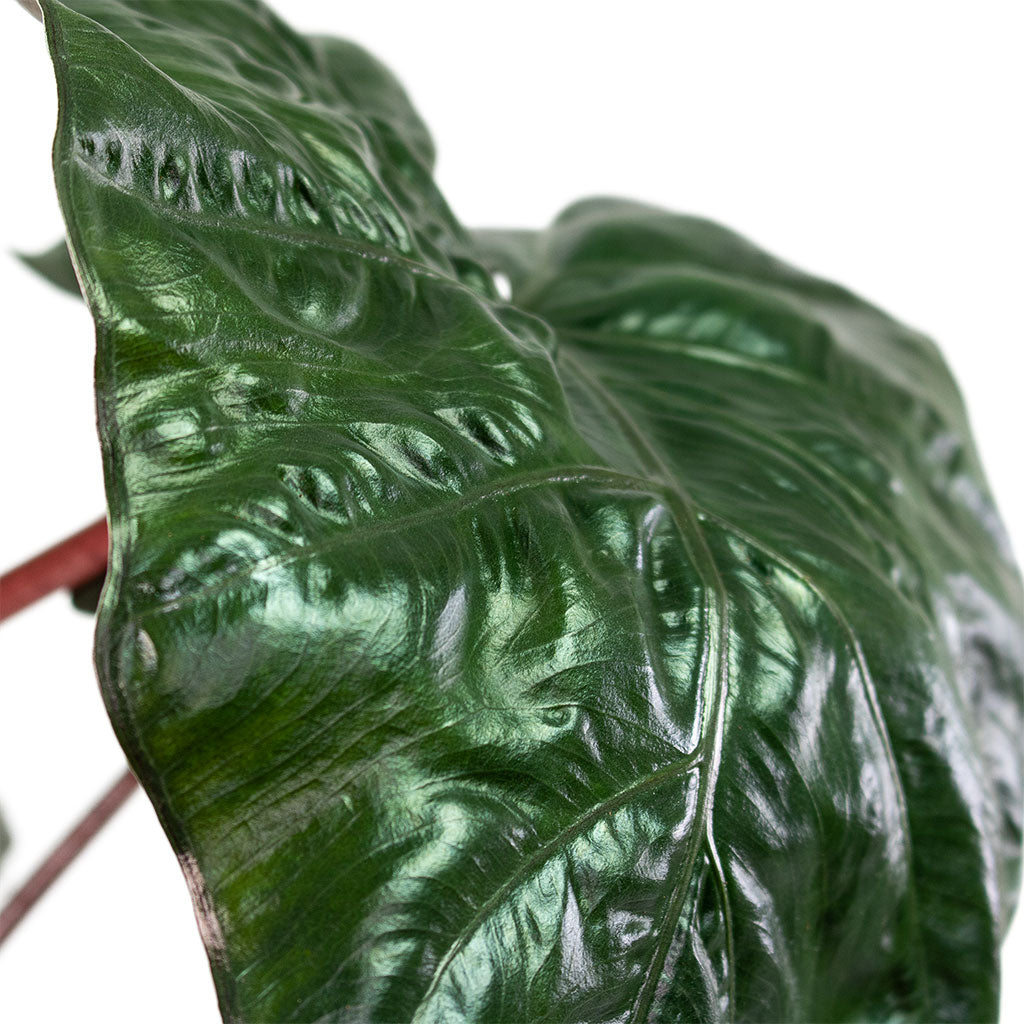 Alocasia Yucatan Princess Elephant Ear - 17x65cm & Solento Plant Pot White Speckle - 20x18.5cm