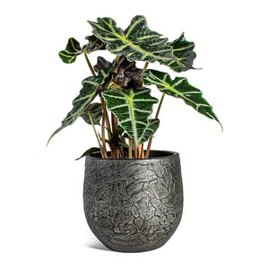 Alocasia amazonica Polly Elephant Ear & Evi Plant Pot - Midnight Black
