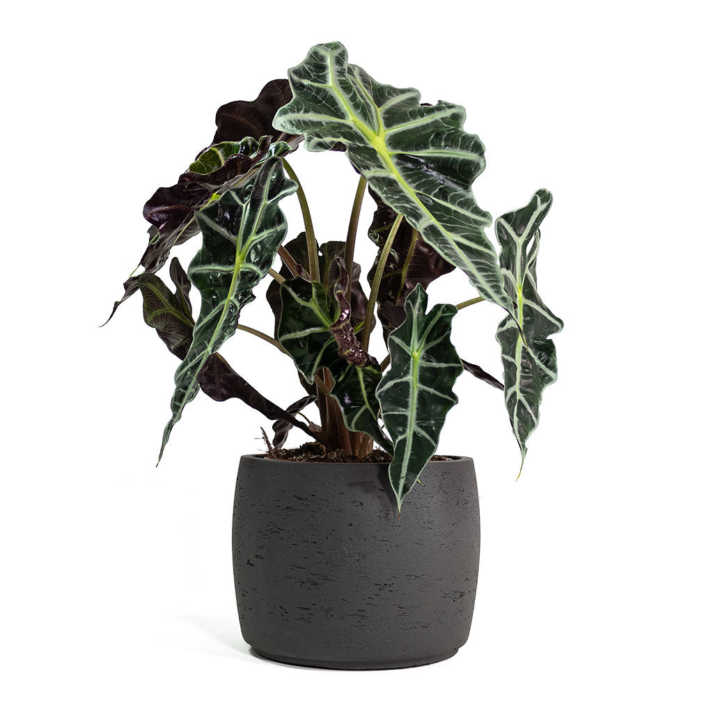 Mini Valerie Plant Pot - Black Washed - 28 x 22cm