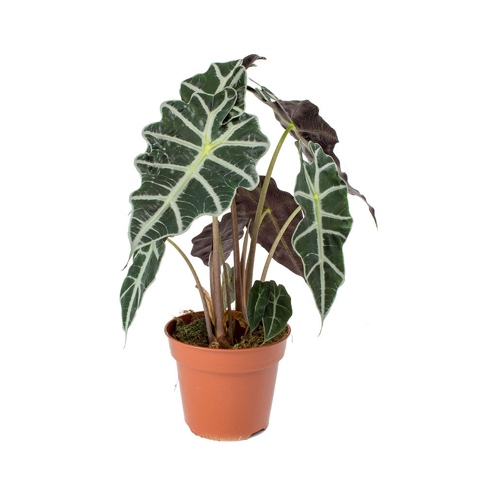 Alocasia amazonica Polly - Elephant Ear