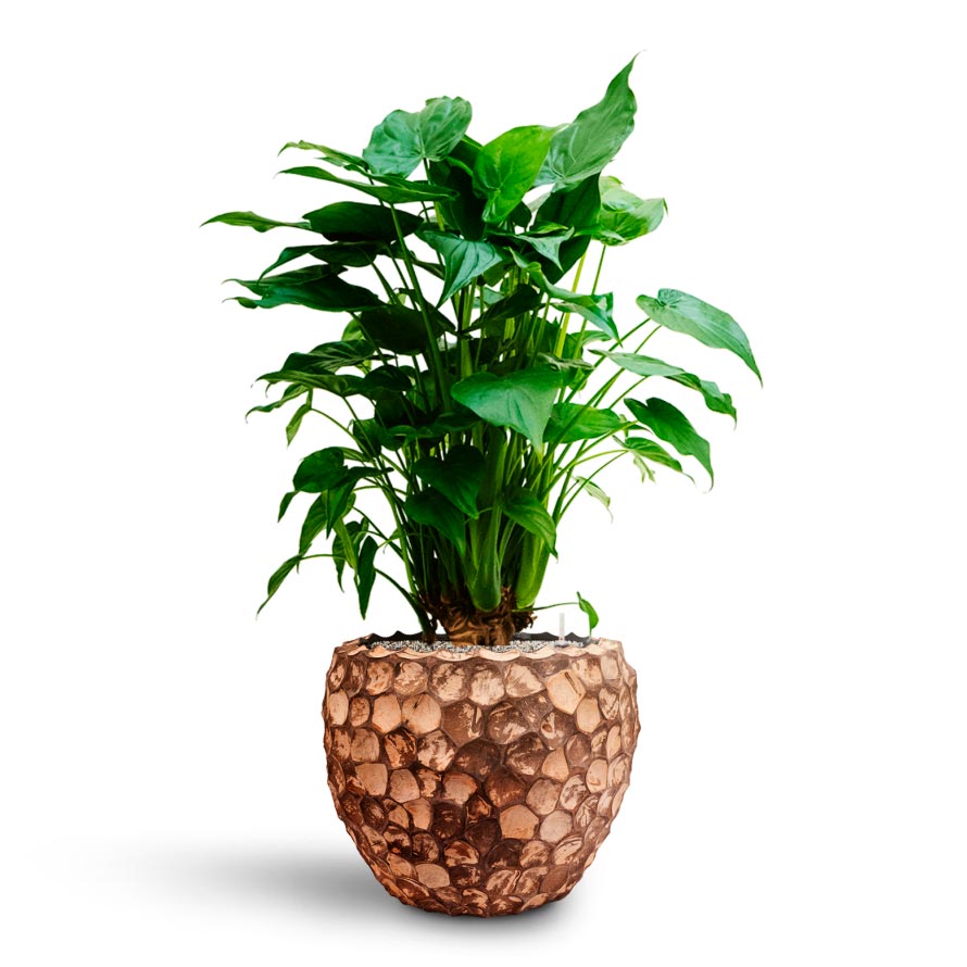 Alocasia cucullata - Hooded Dwarf Elephant Ear - Hydroculture & Into Coco Planter