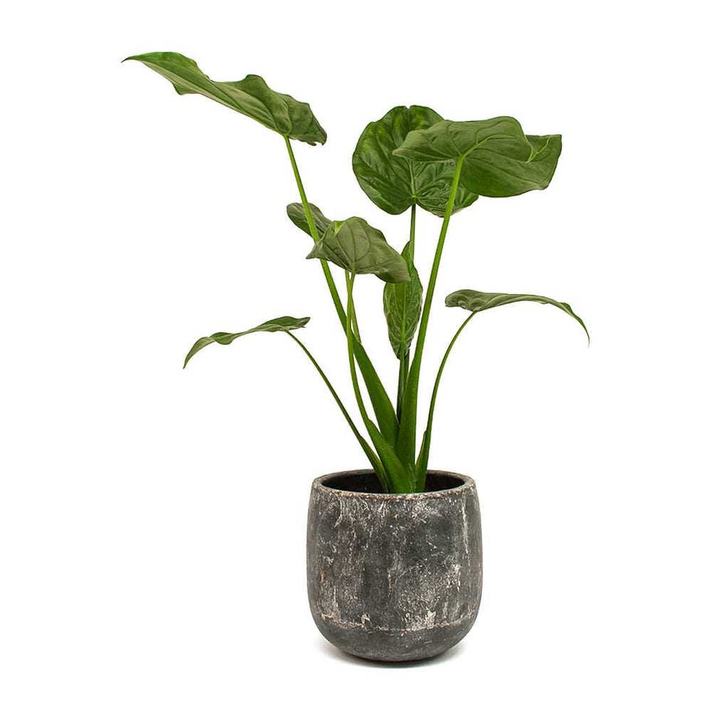 Alocasia cucullata Hooded Dwarf Elephant Ear Houseplants Hortology