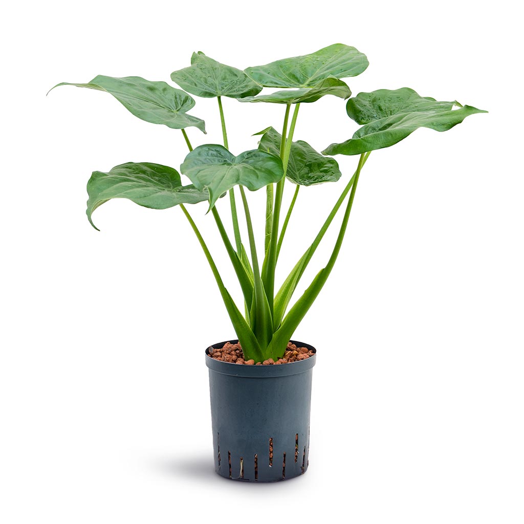 Alocasia cucullata - Hooded Dwarf Elephant Ear - Hydroculture - 18/19 x 70cm