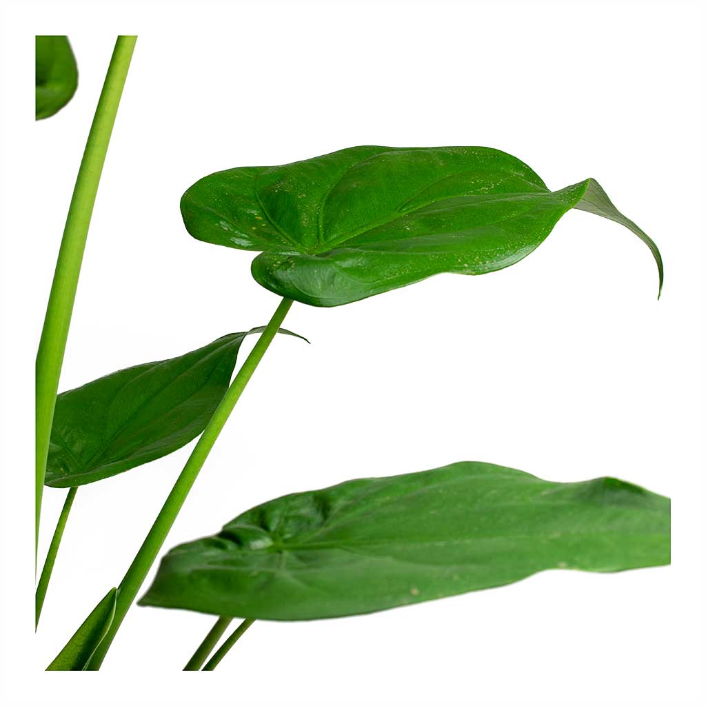 Alocasia cucullata Hooded Dwarf Elephant Ear Houseplant Leaves