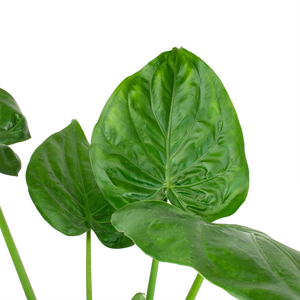 Alocasia cucullata - Buddha's Hand Leaves