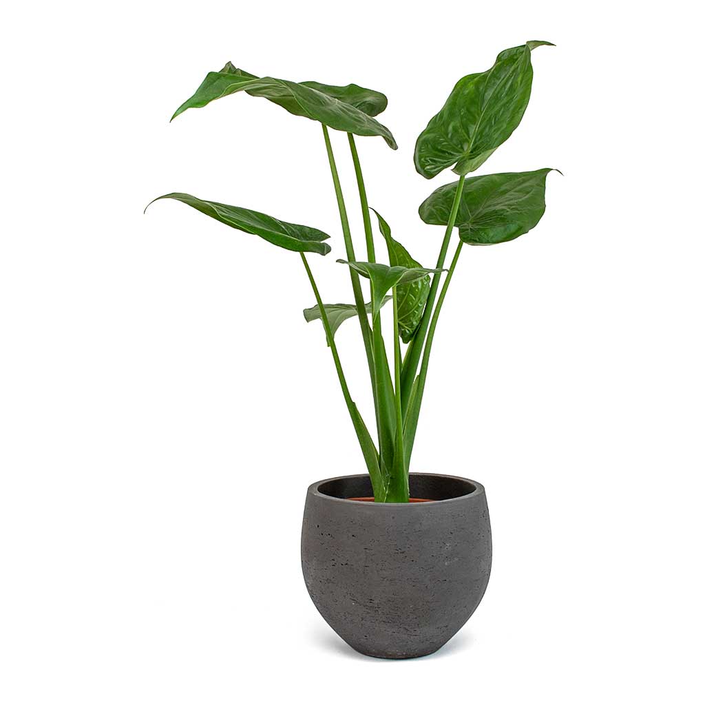 Alocasia cucullata - Buddha&#39;s Hand &amp; Mini Orb Kevan - Black Washed Plant Pot