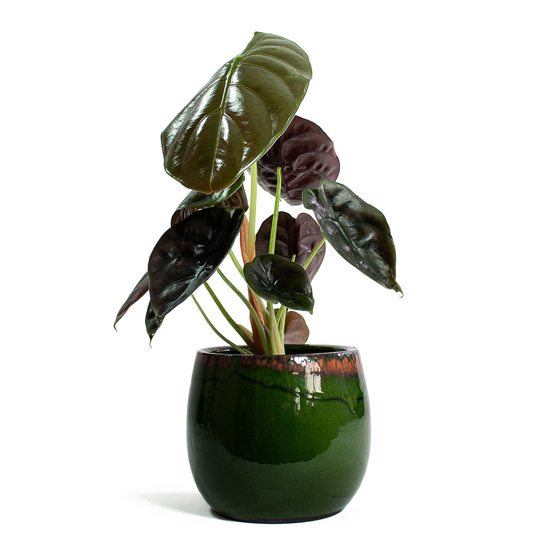 Alocasia cuprea Red Secret Elephant Ear &amp; Charlotte Plant Pot Green