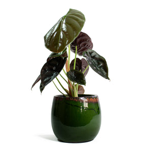 Alocasia cuprea Red Secret Elephant Ear & Charlotte Plant Pot Green