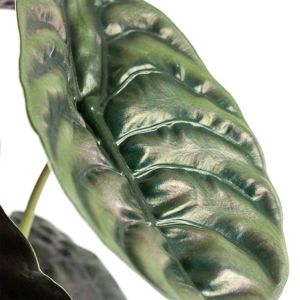 Alocasia cuprea Red Secret Elephant Ear Close-Up