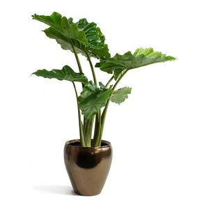 Alocasia portodora Houseplant & Amora Black Gold Plant Pot