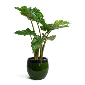 Alocasia portodora Houseplant & Charlotte Plant Pot Green