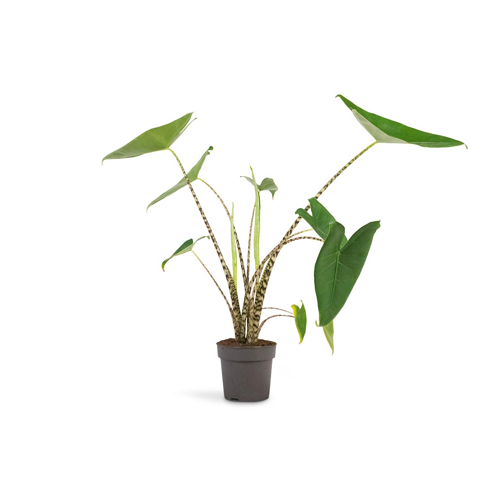 Alocasia zebrina Tiger - Elephant Ear Houseplant-13x45