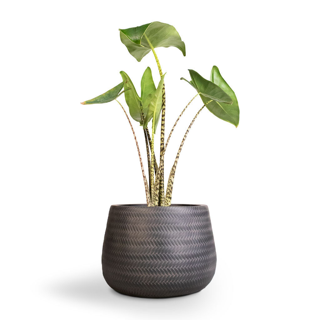 Alocasia zebrina Tiger - Elephant Ear & Angle Darcy Plant Pot - Anthracite