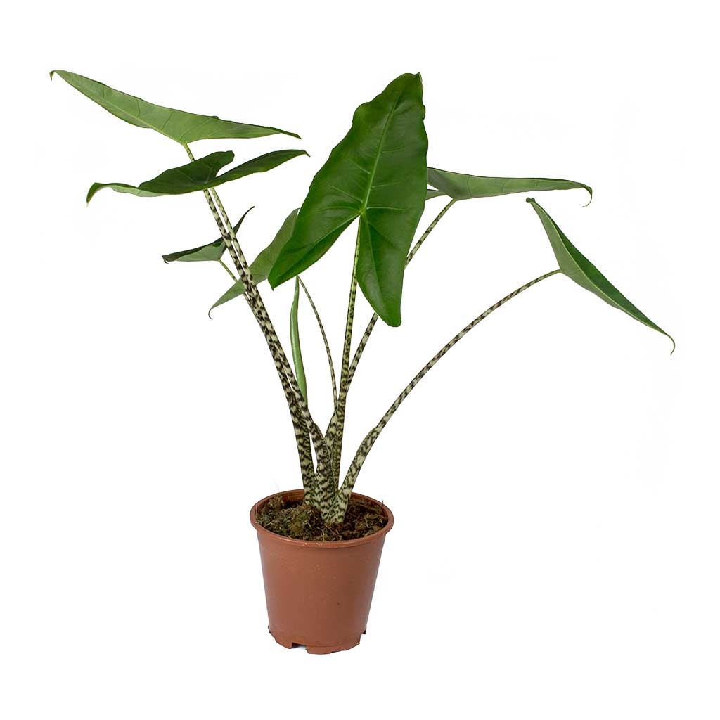 Alocasia zebrina Tiger - Elephant Ear 80cm
