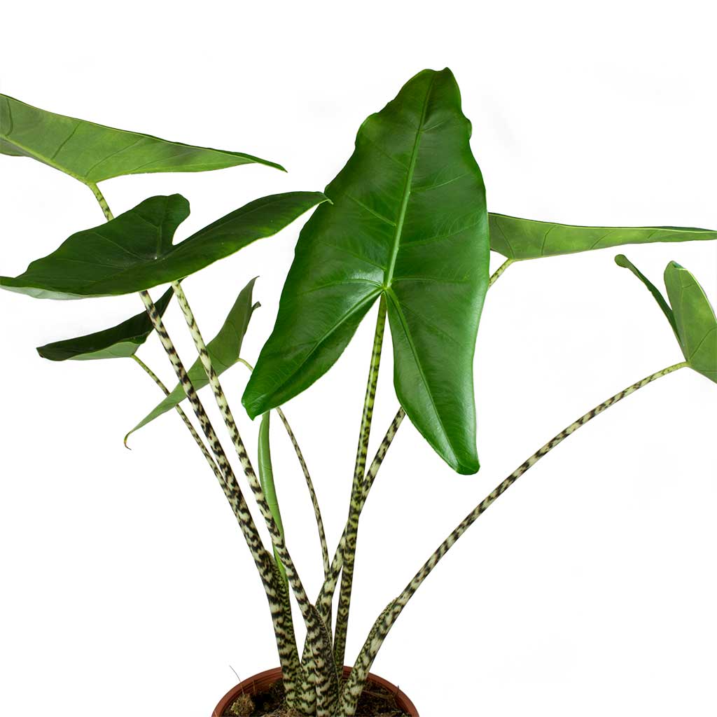 elephant ear plant with striped stem Alocasia zebrina Tiger Houseplants - Elephant Ear | Hortology