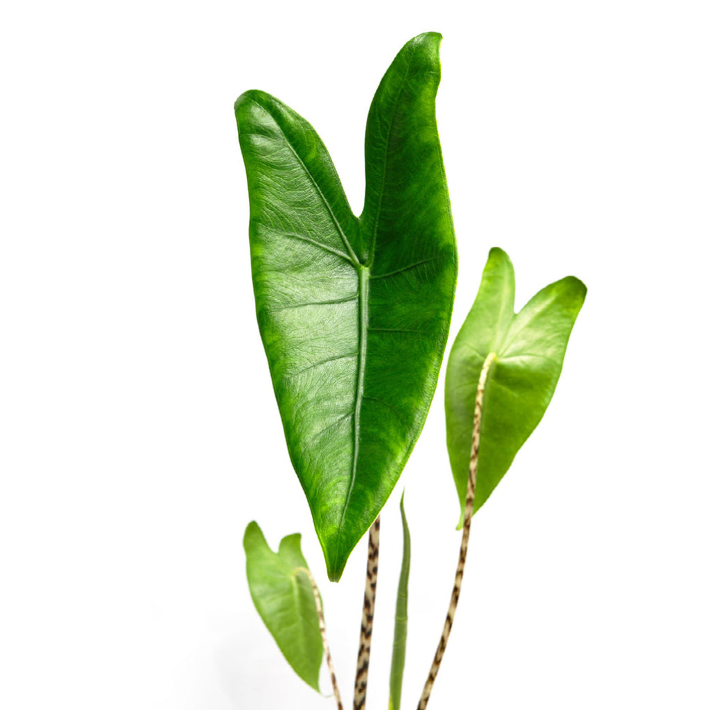 Alocasia zebrina Tiger - Elephant Ear Leaves Close
