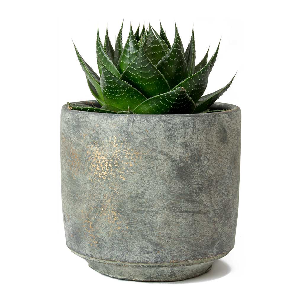 Aloe aristata Cosmo &amp; Saar Earth Plant Pot