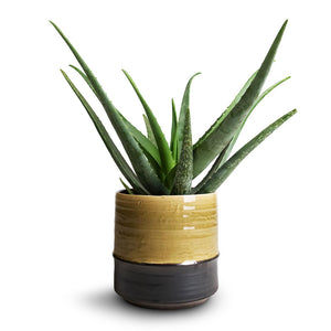 Aloe vera & Marlijn Plant Pot - Thyme