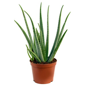 Aloe Vera 70cm
