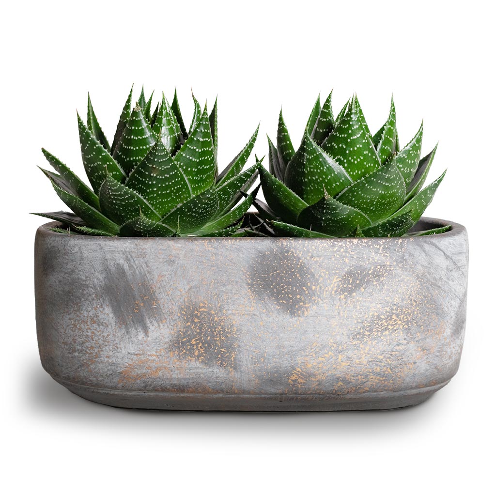 Saar Oval Plant Bowl - Earth Cement & Aloe Cosmo