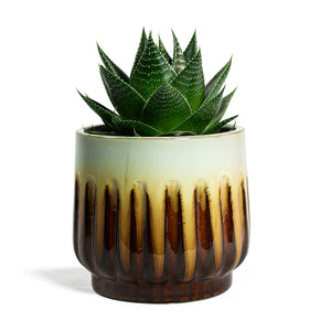 Aloe aristata Cosmo with Alice Plant Pot Caramel